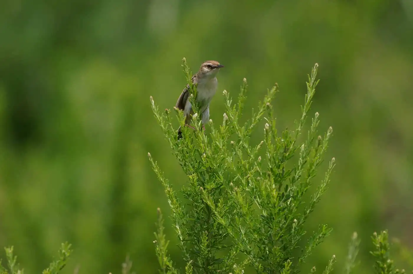 野鳥写真・セッカの写真
