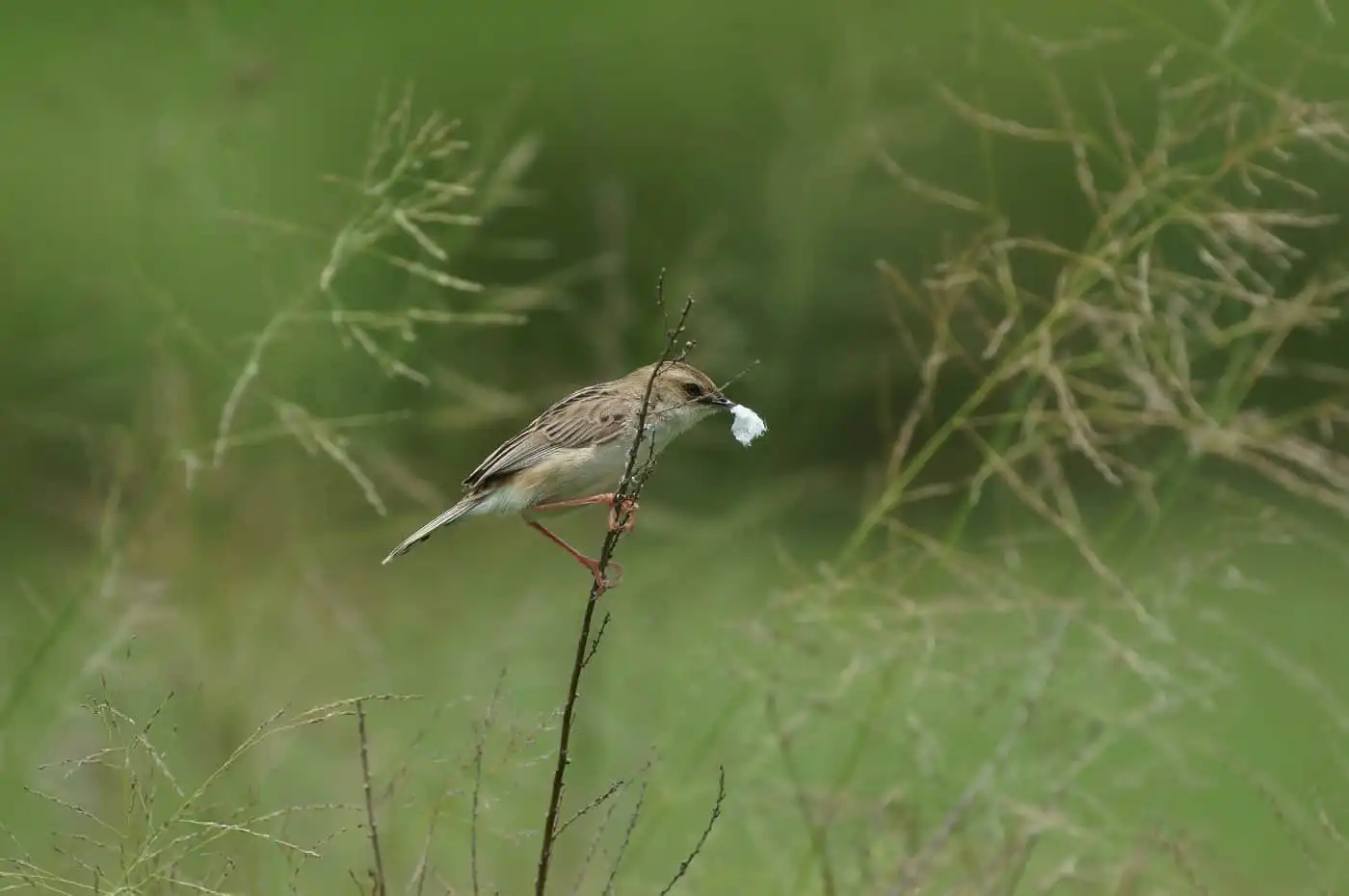 野鳥写真・セッカの写真