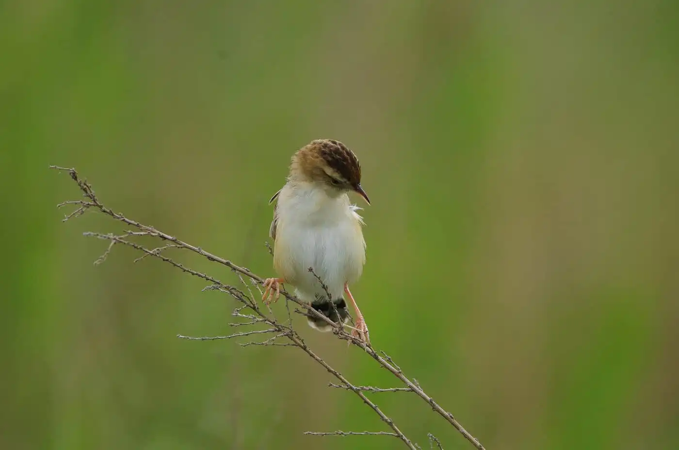 野鳥写真・セッカの写真