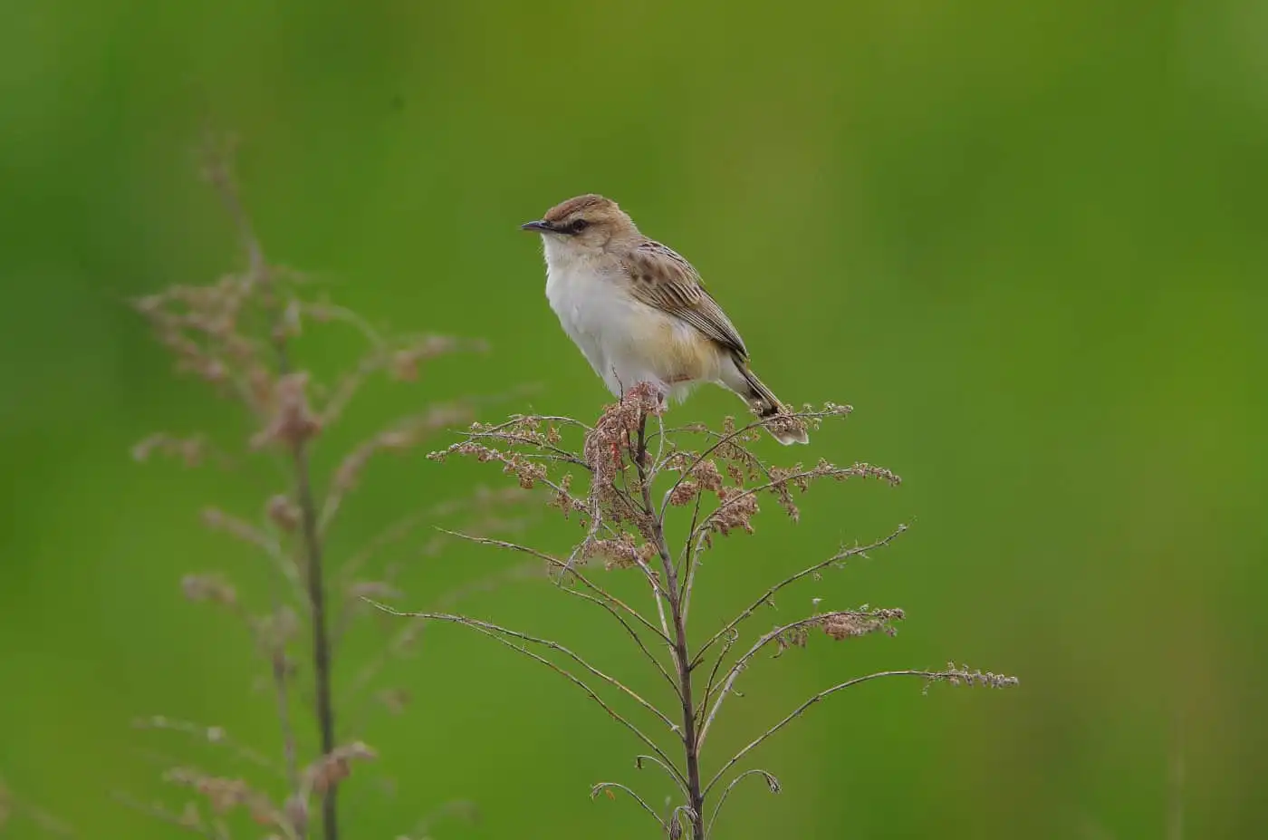 野鳥写真・セッカの写真