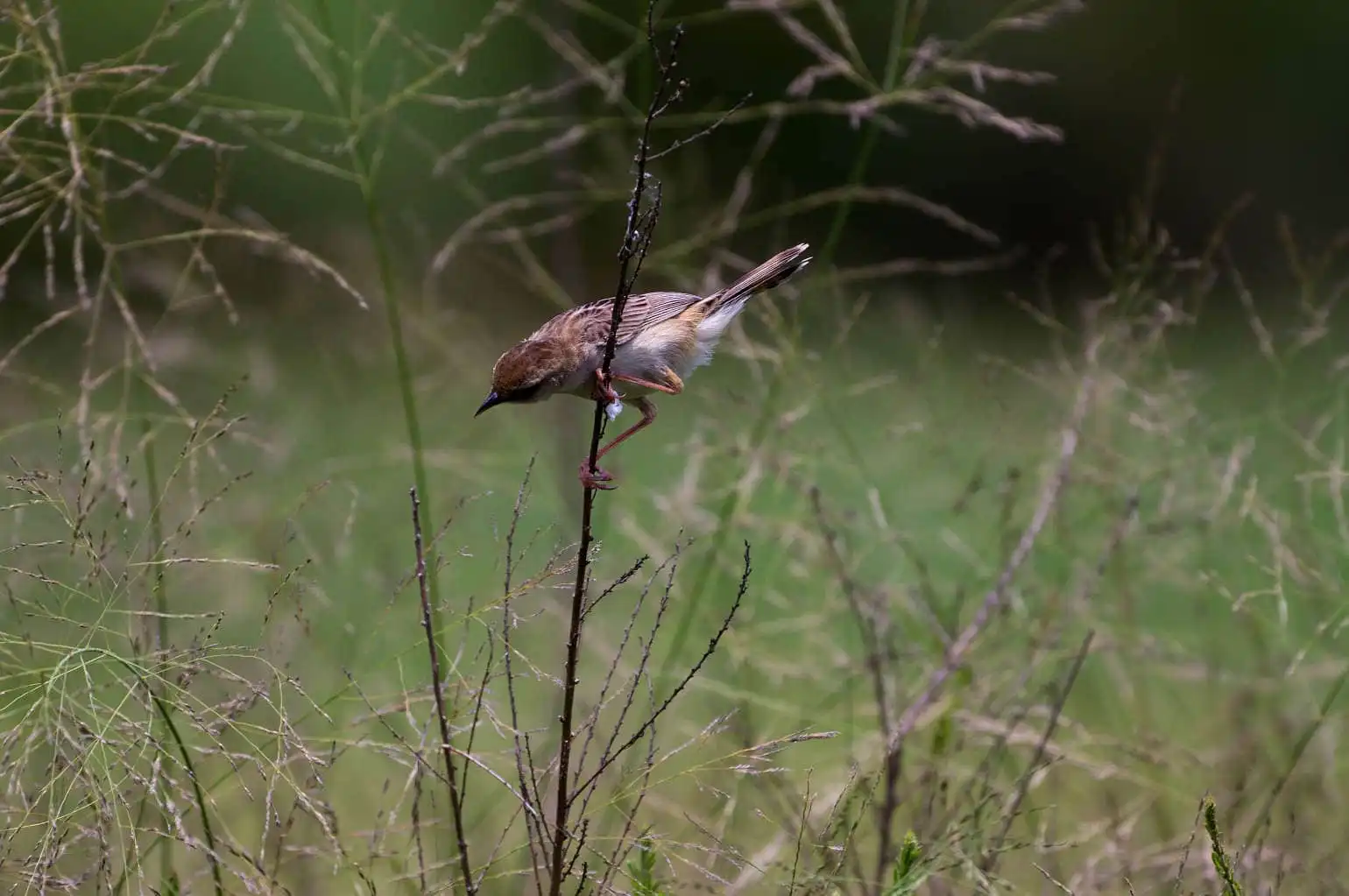 野鳥写真・セッカの写真