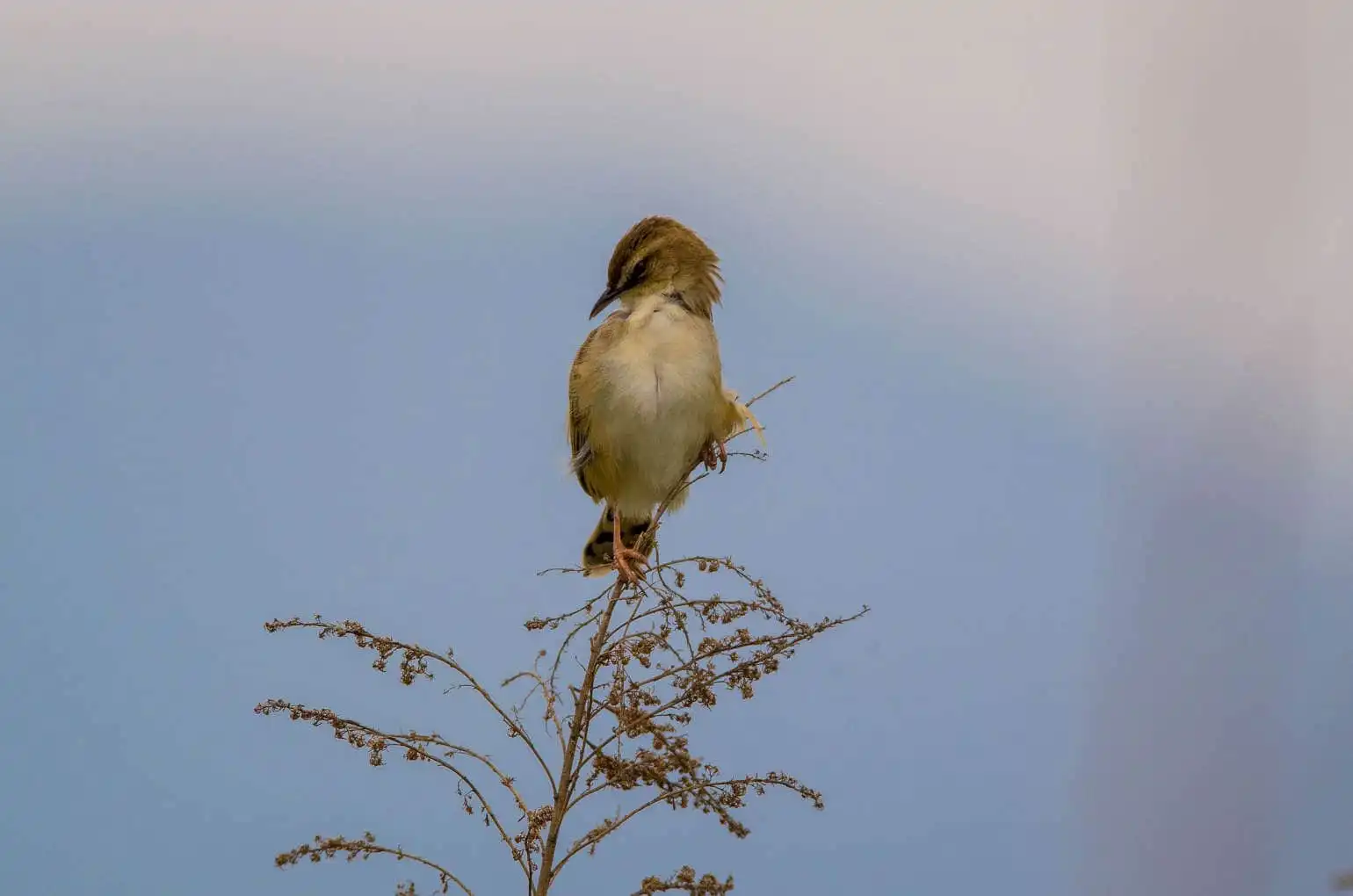 野鳥写真・セッカの写真