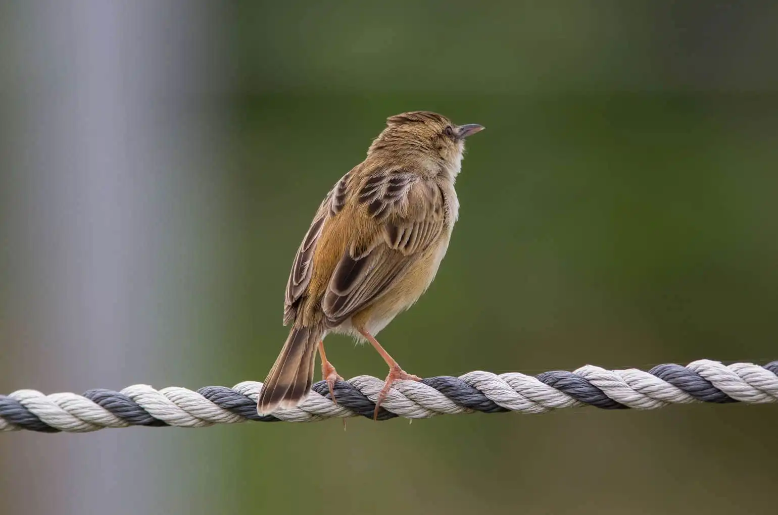 野鳥写真・セッカの写真