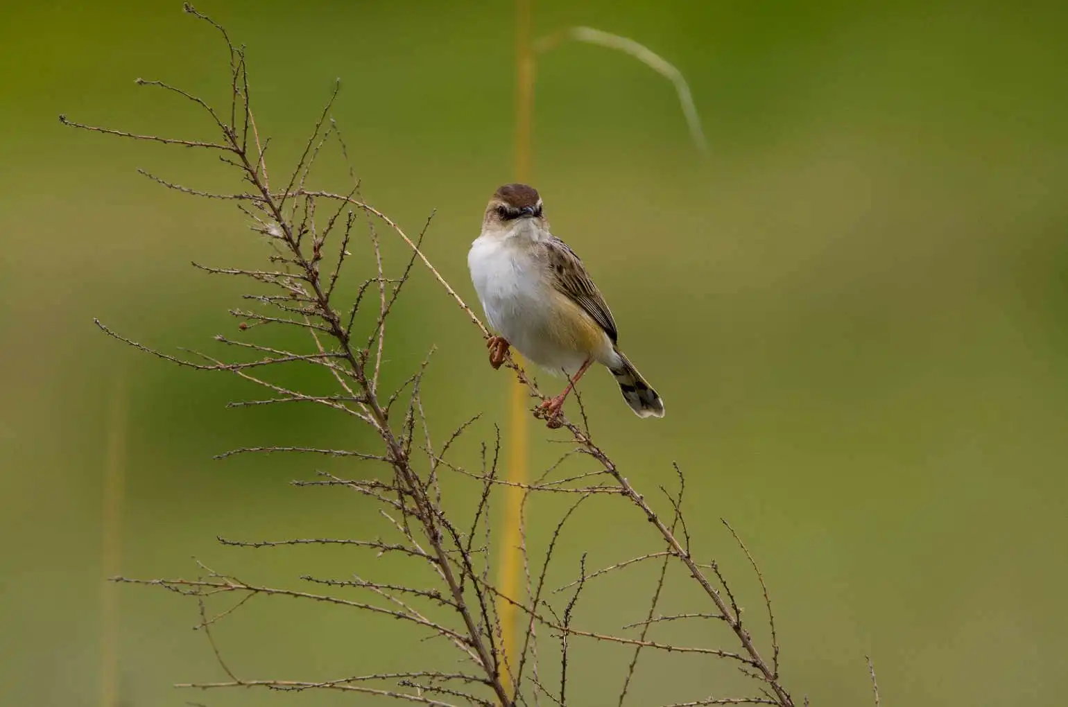 野鳥写真・セッカの写真