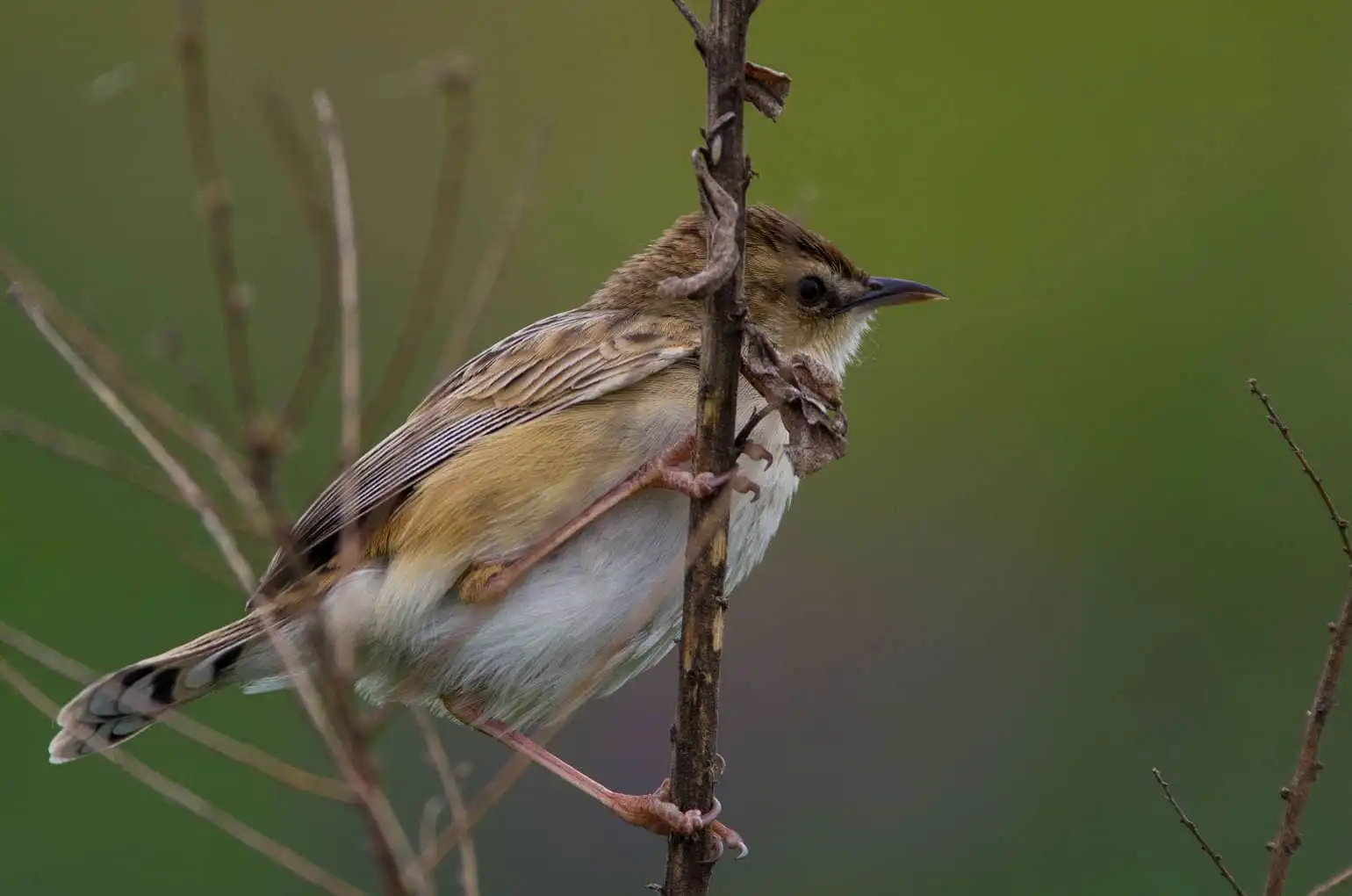 野鳥写真・セッカの写真