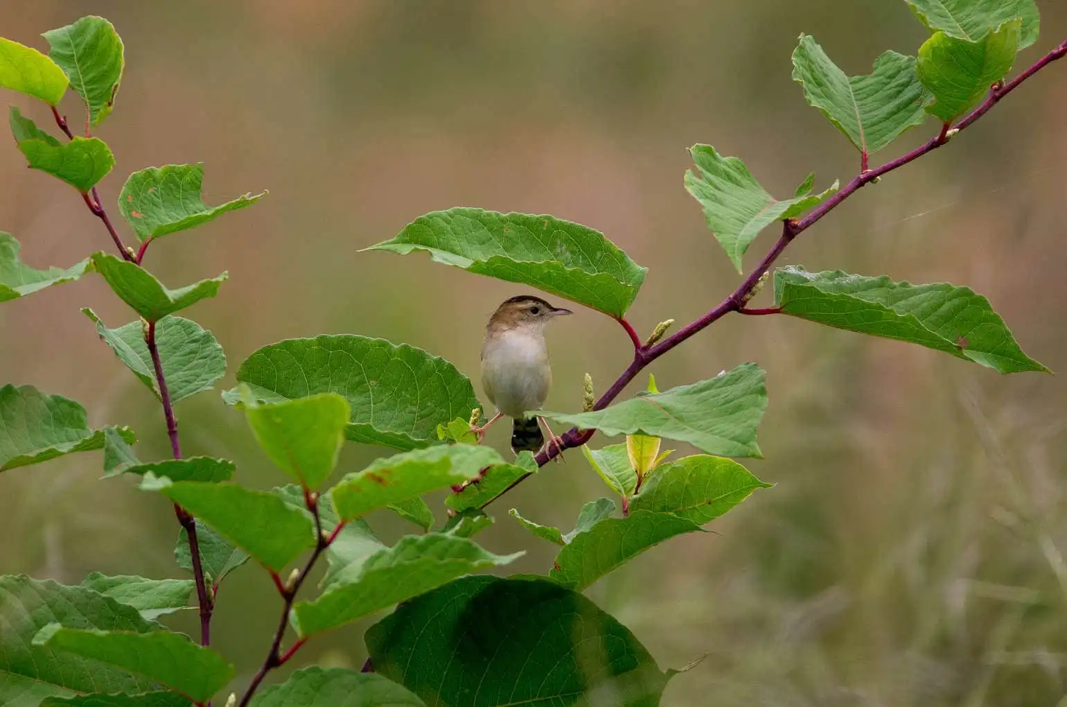 野鳥写真・セッカの写真