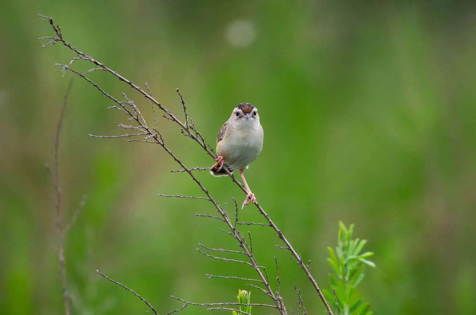 野鳥写真・セッカの写真
