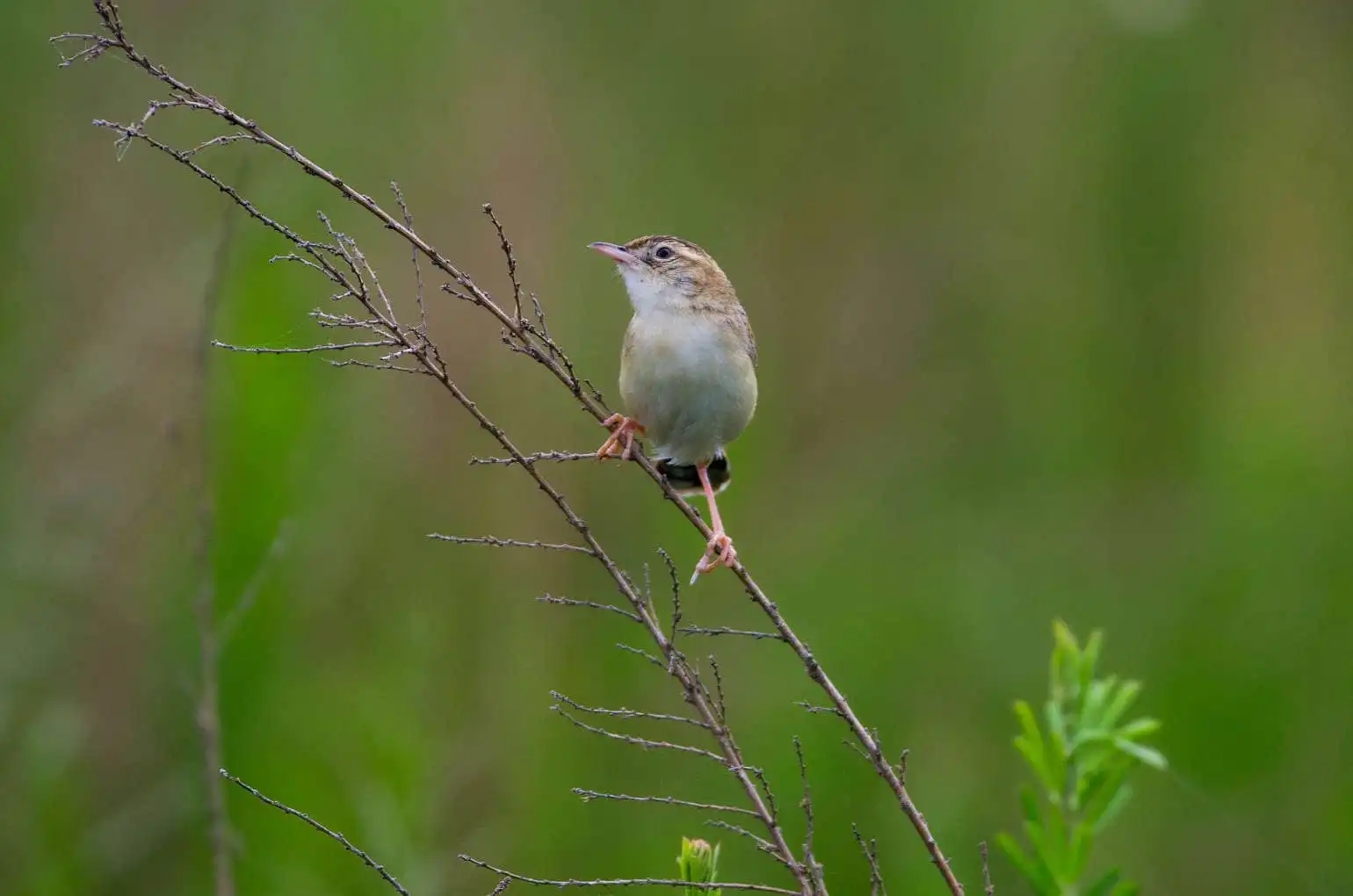 野鳥写真・セッカの写真