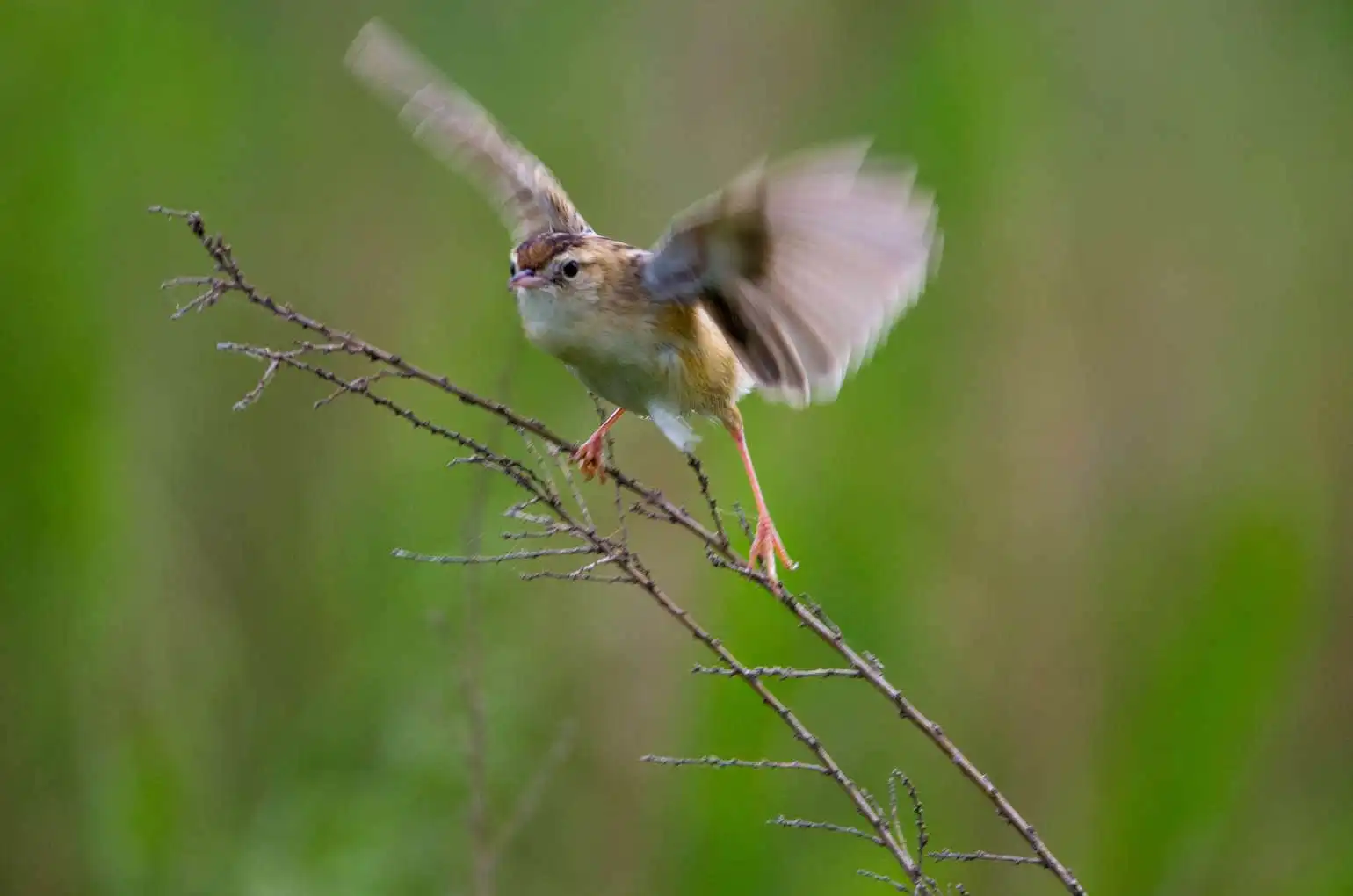 野鳥写真・セッカの写真