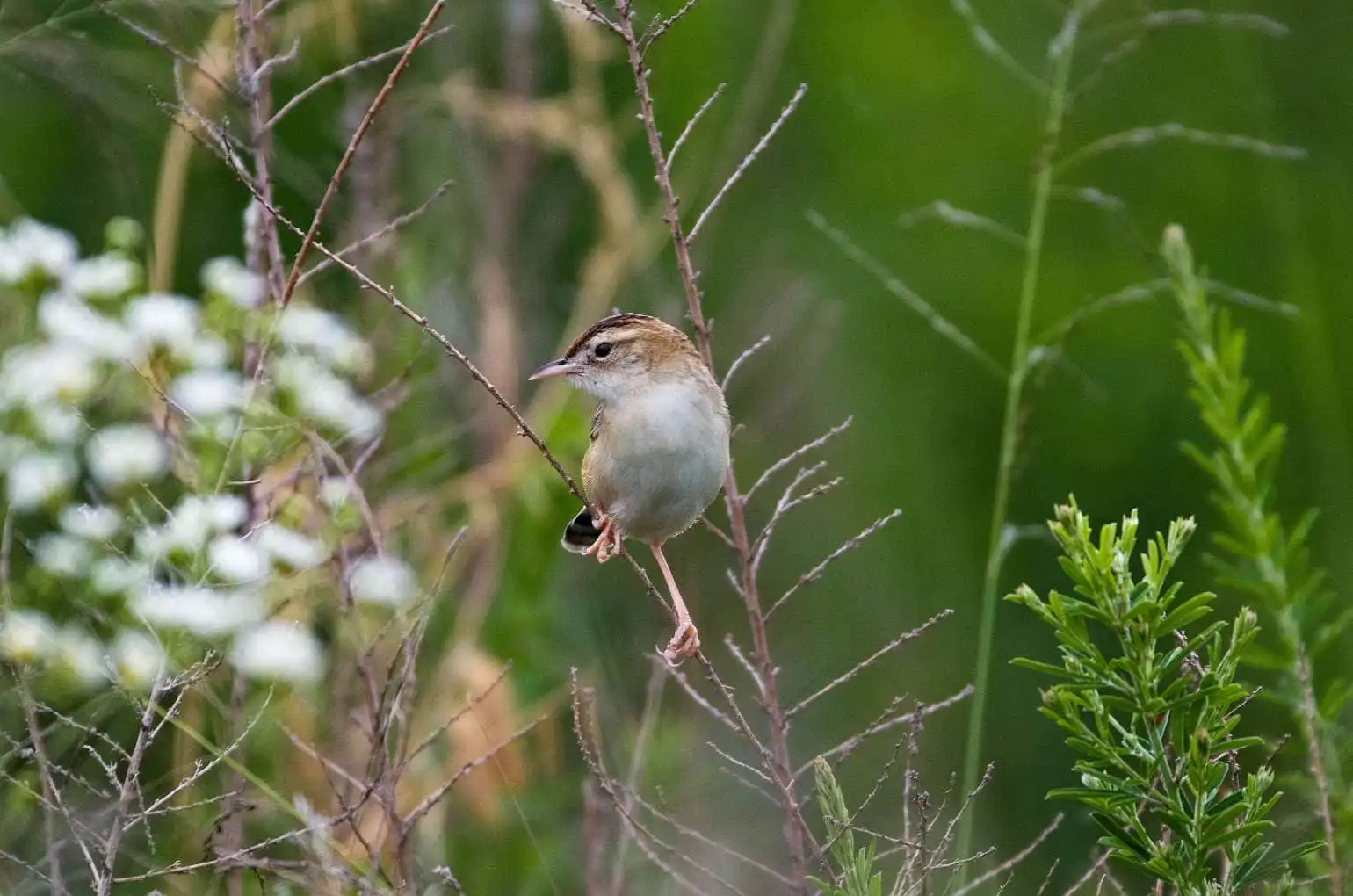 野鳥写真・セッカの写真