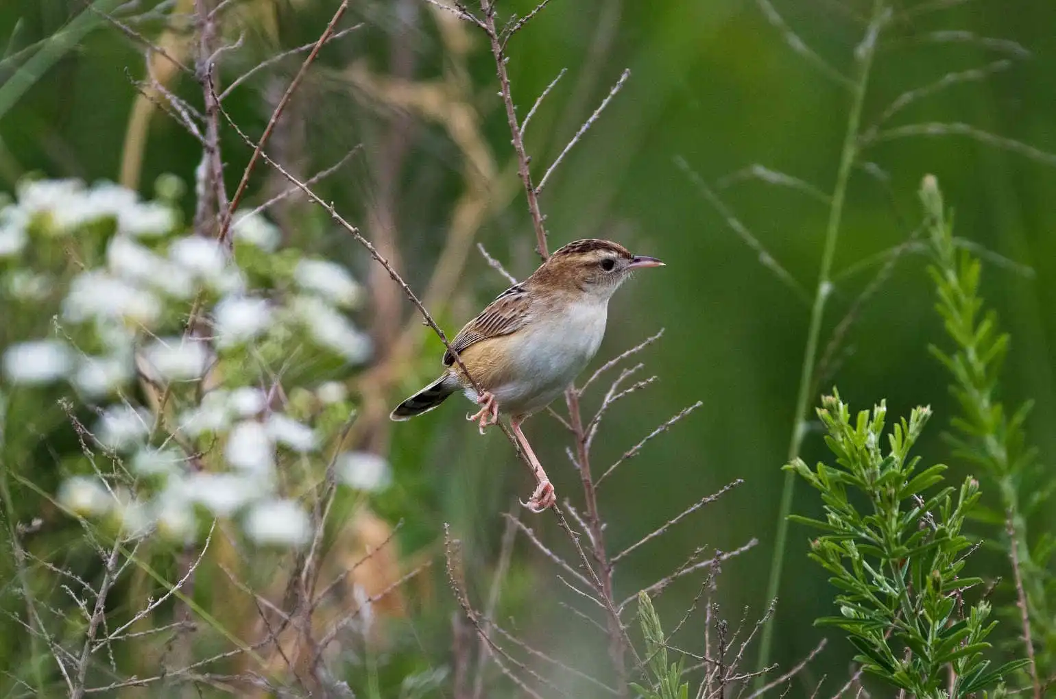 野鳥写真・セッカの写真