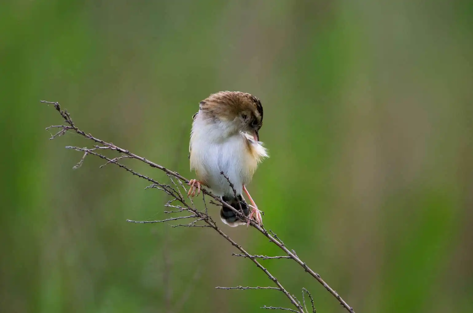 野鳥写真・セッカの写真
