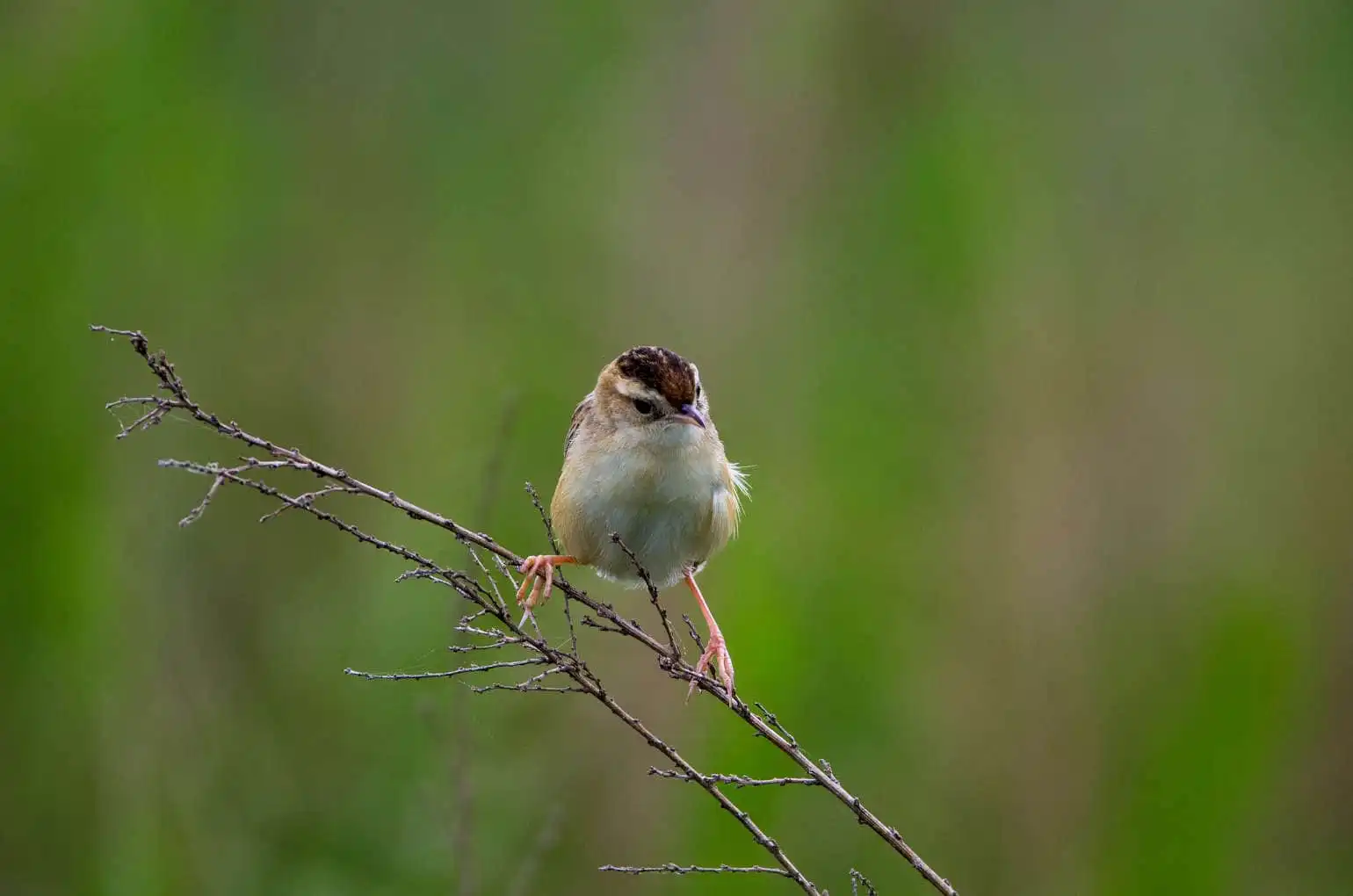 野鳥写真・セッカの写真