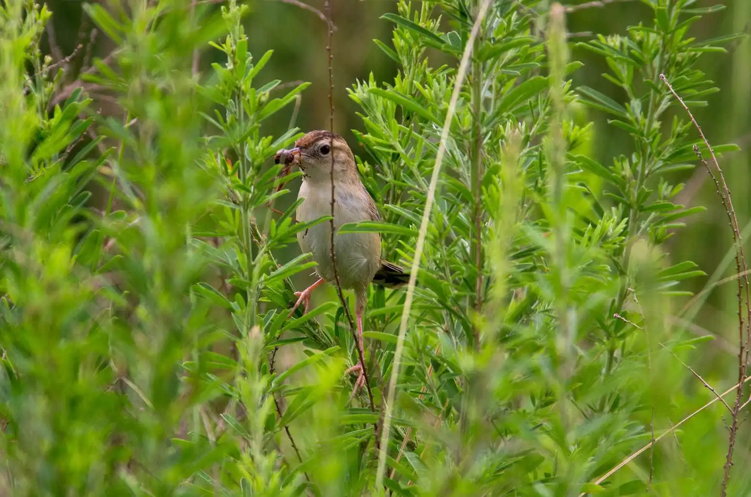 野鳥写真・セッカの写真