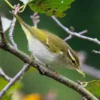 野鳥写真・センダイムシクイ