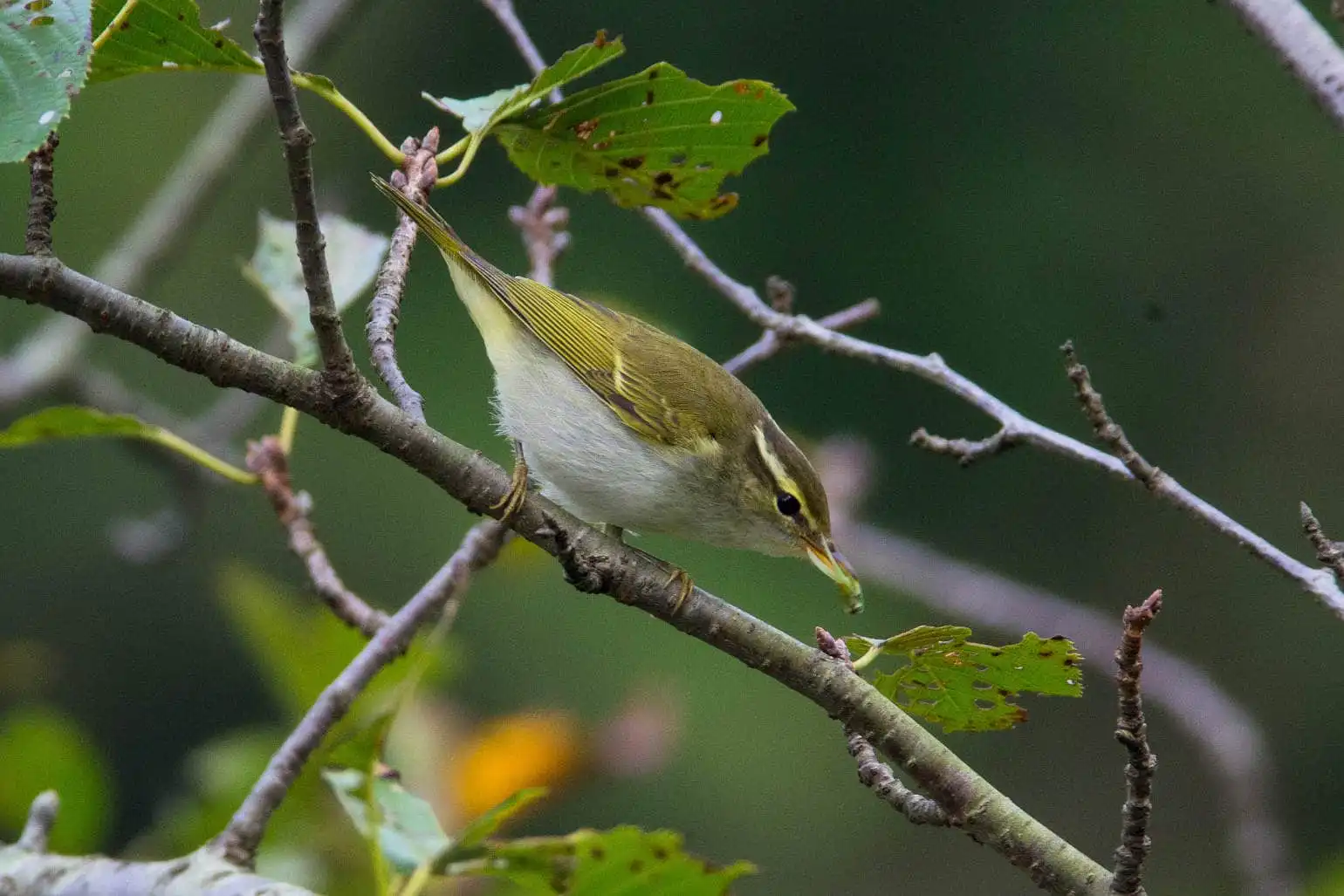 野鳥写真・センダイムシクイの写真