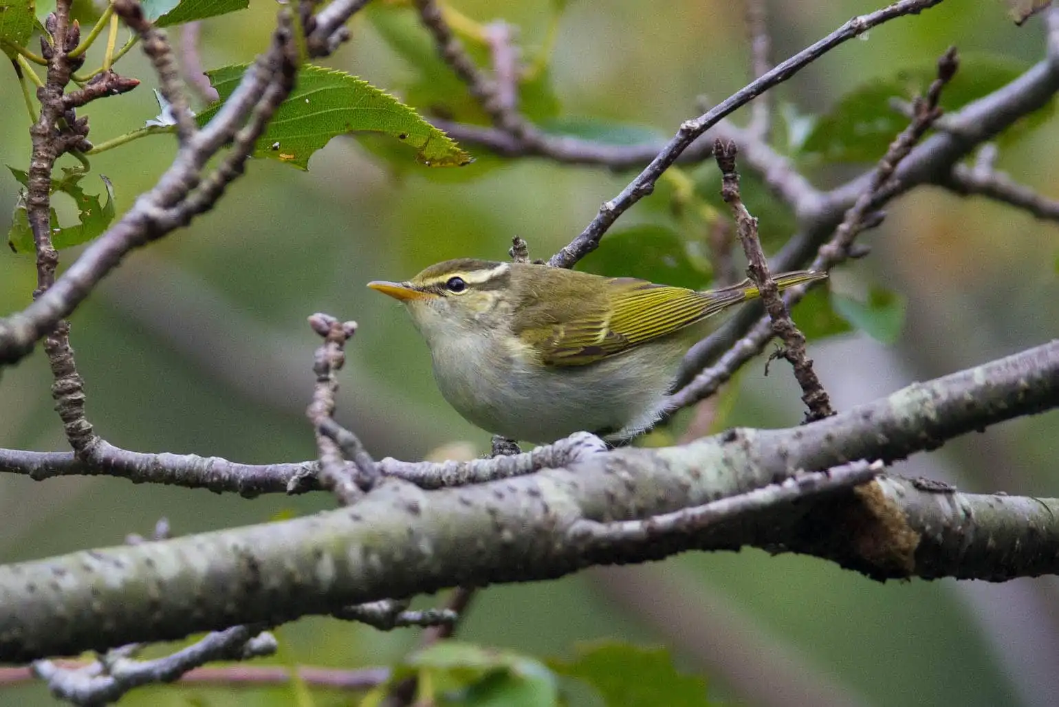 野鳥写真・センダイムシクイの写真