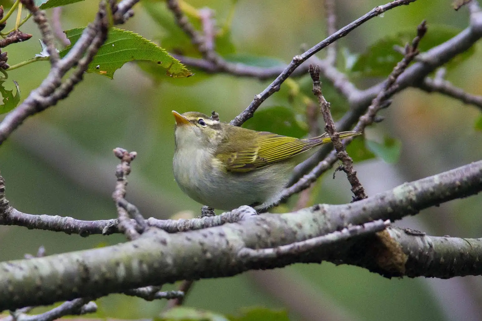 野鳥写真・センダイムシクイの写真