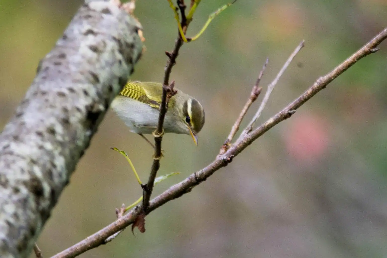 野鳥写真・センダイムシクイの写真