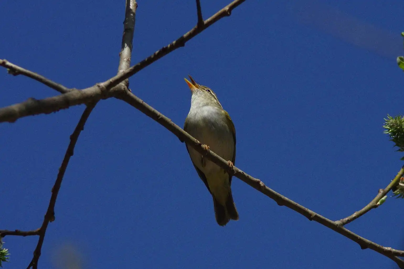 野鳥写真・センダイムシクイの写真