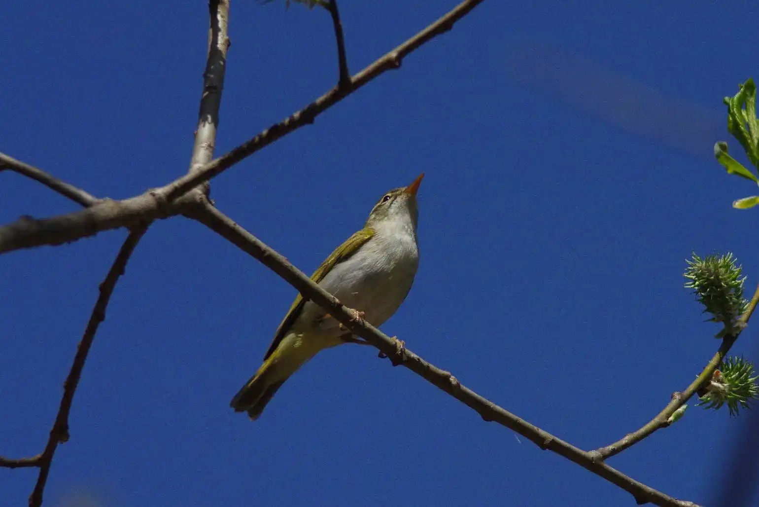 野鳥写真・センダイムシクイの写真