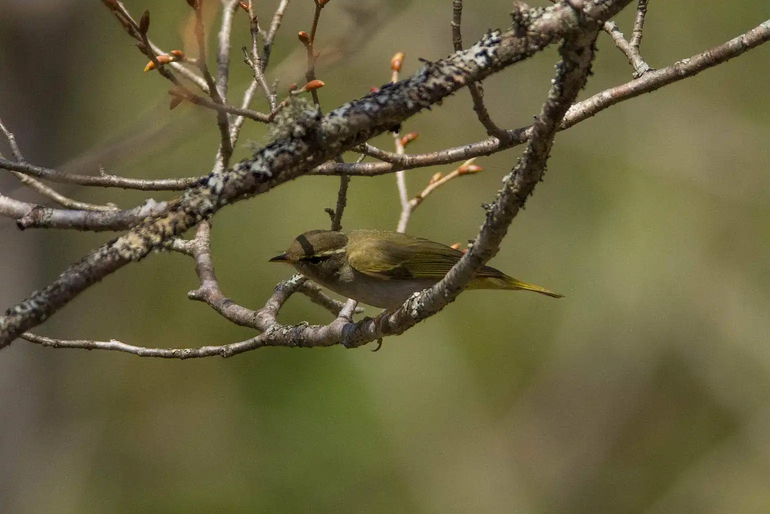 野鳥写真・センダイムシクイの写真