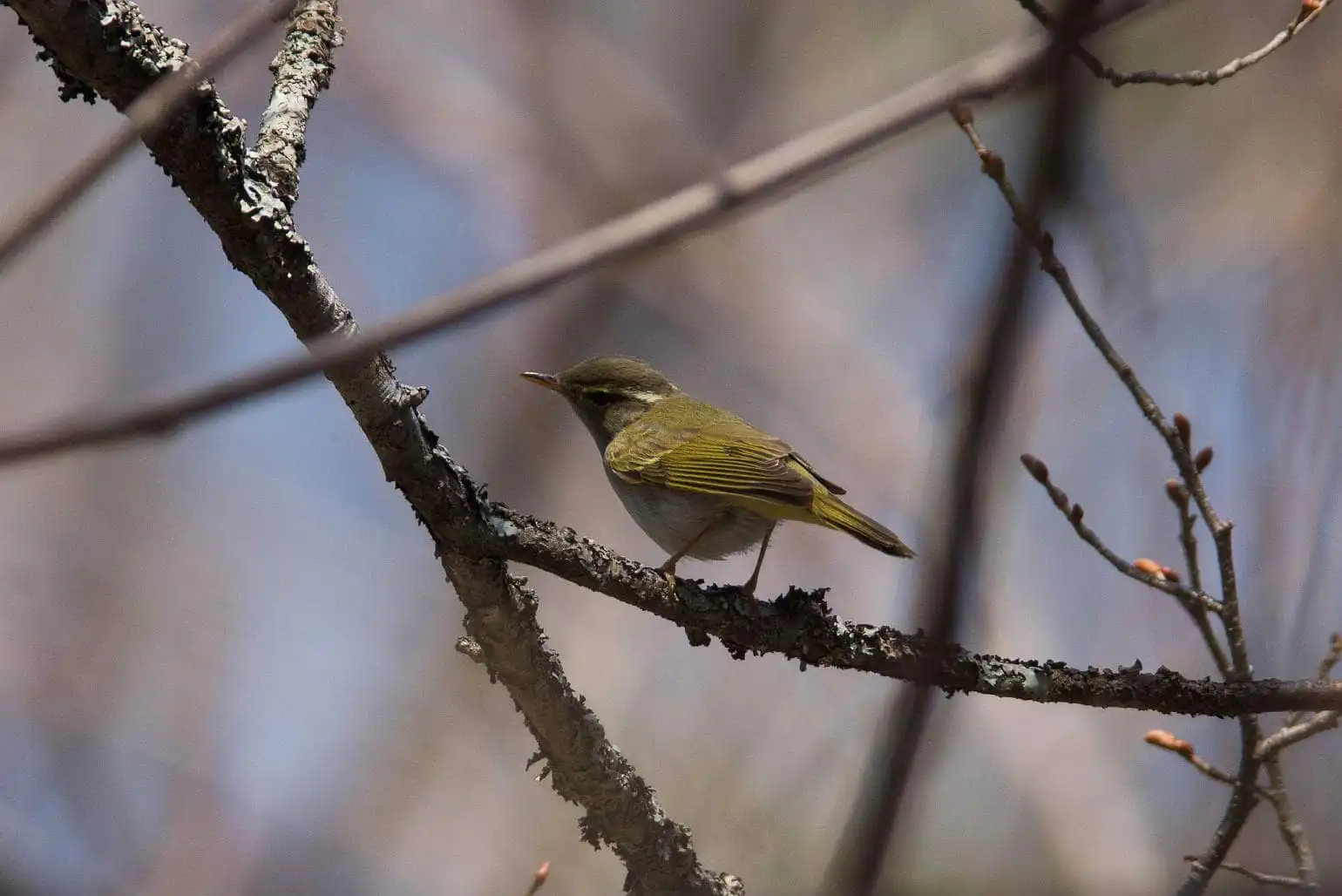 野鳥写真・センダイムシクイの写真