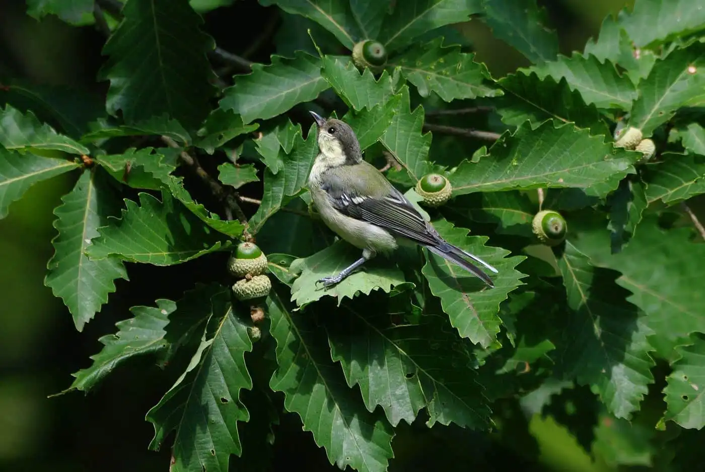 野鳥写真・シジュウカラの写真