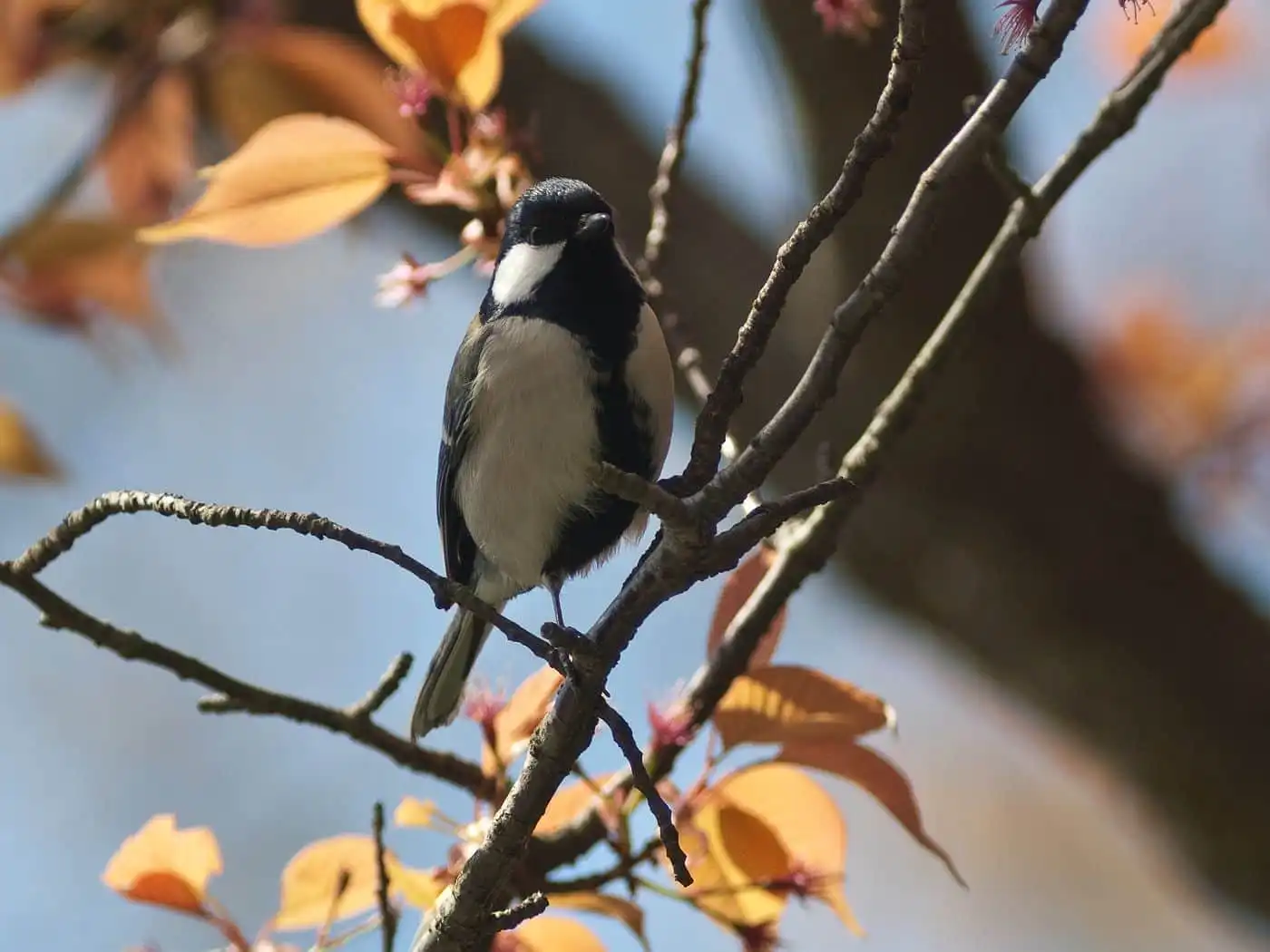 野鳥写真・シジュウカラの写真