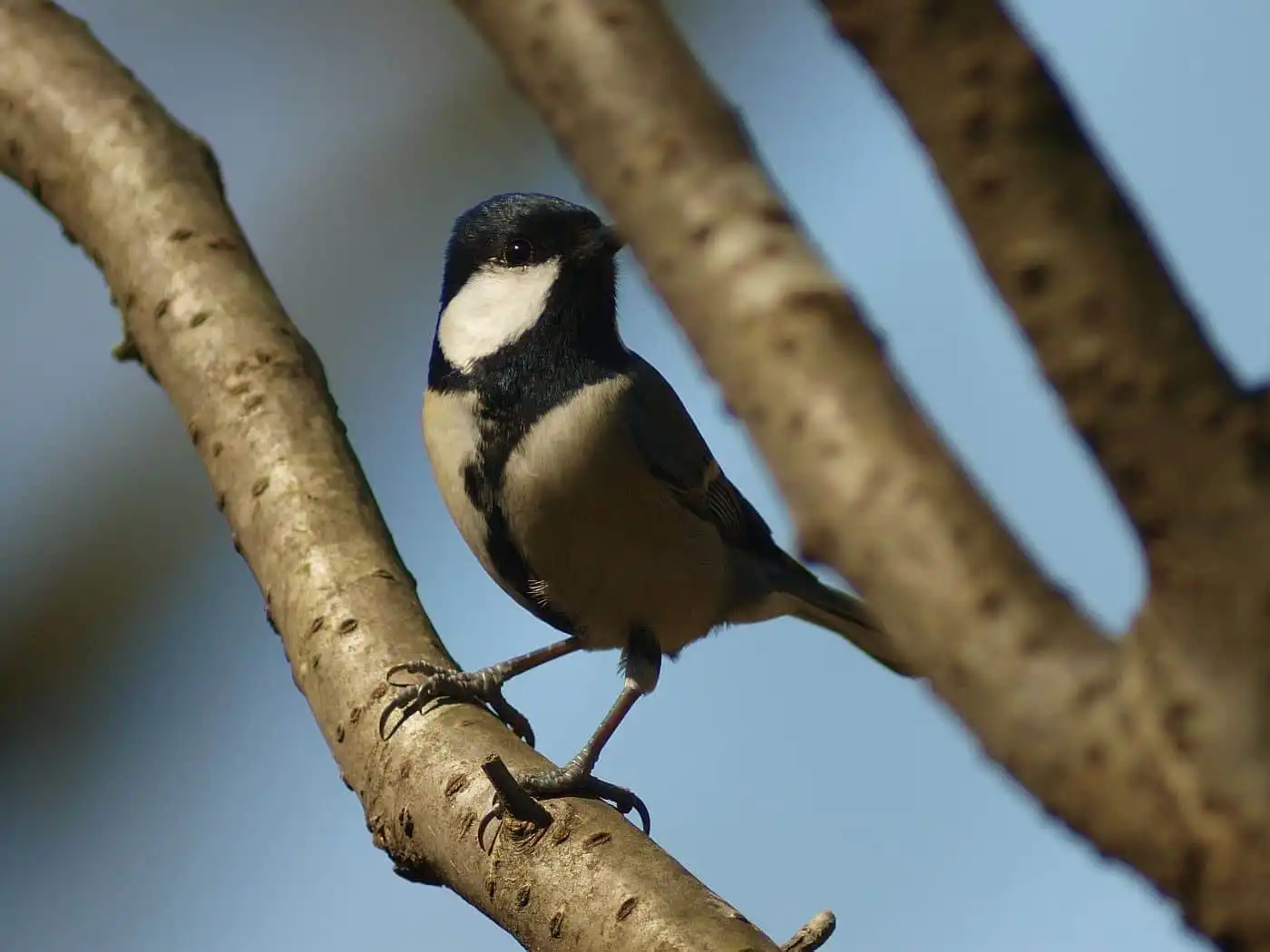野鳥写真・シジュウカラの写真