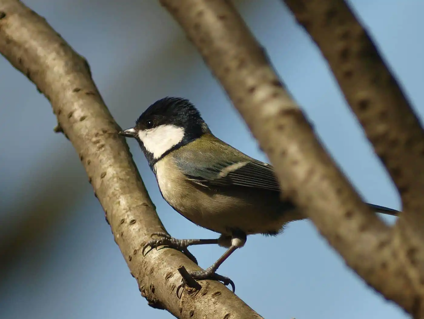 野鳥写真・シジュウカラの写真