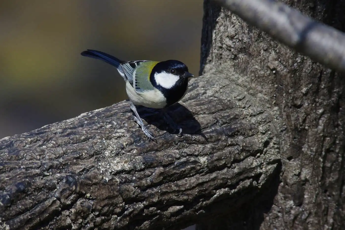 野鳥写真・シジュウカラの写真