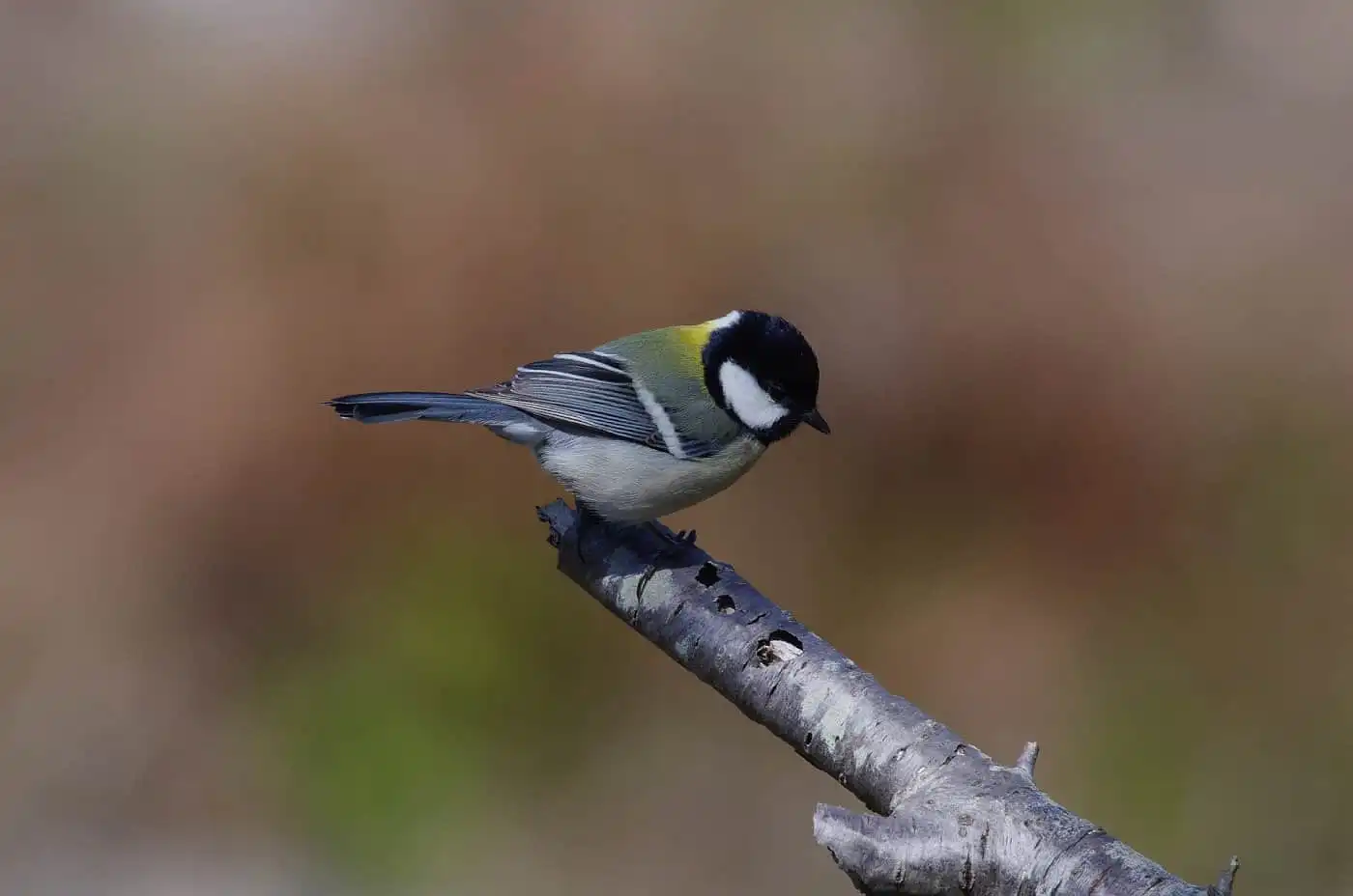 野鳥写真・シジュウカラの写真