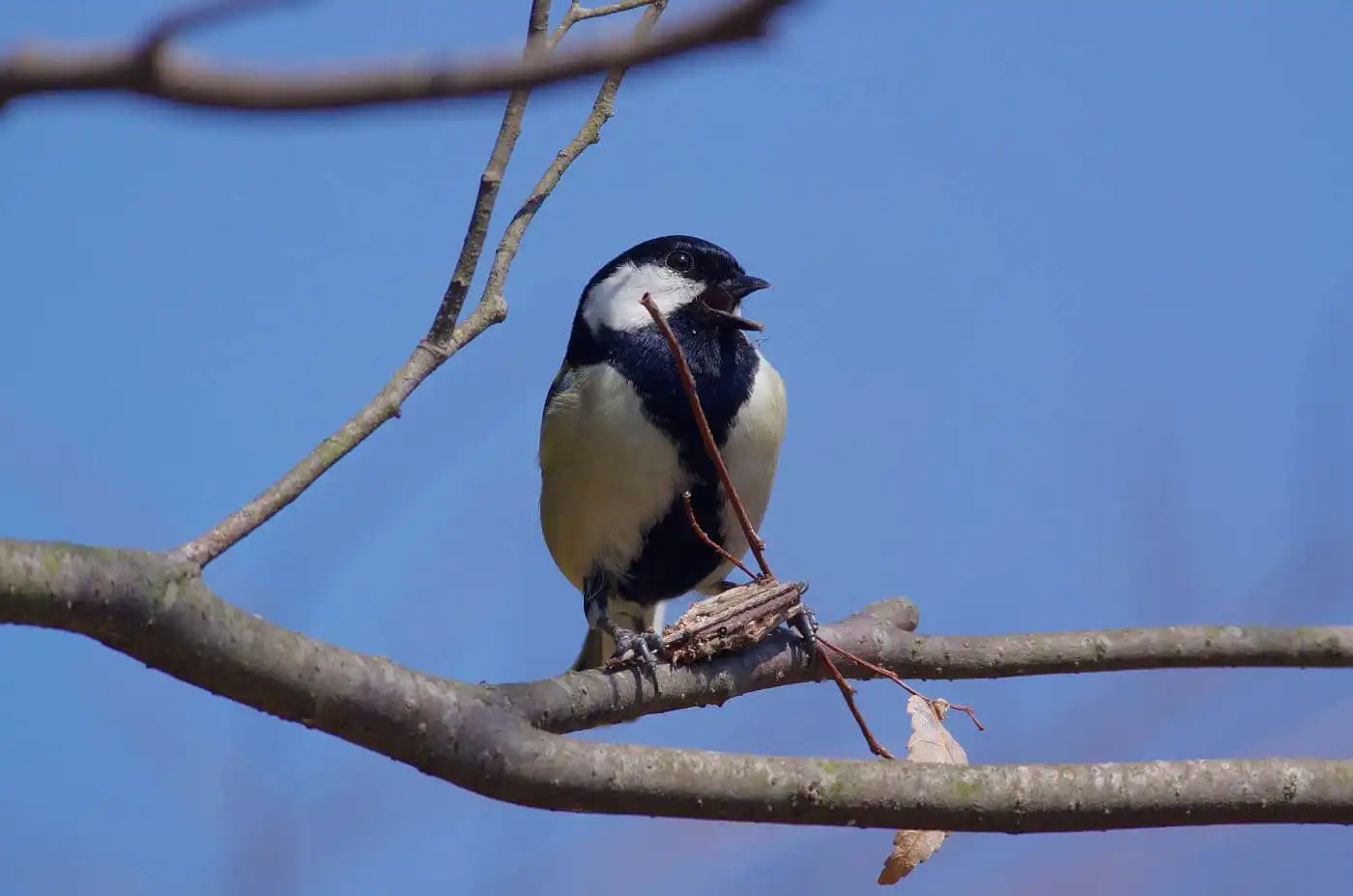 野鳥写真・シジュウカラの写真