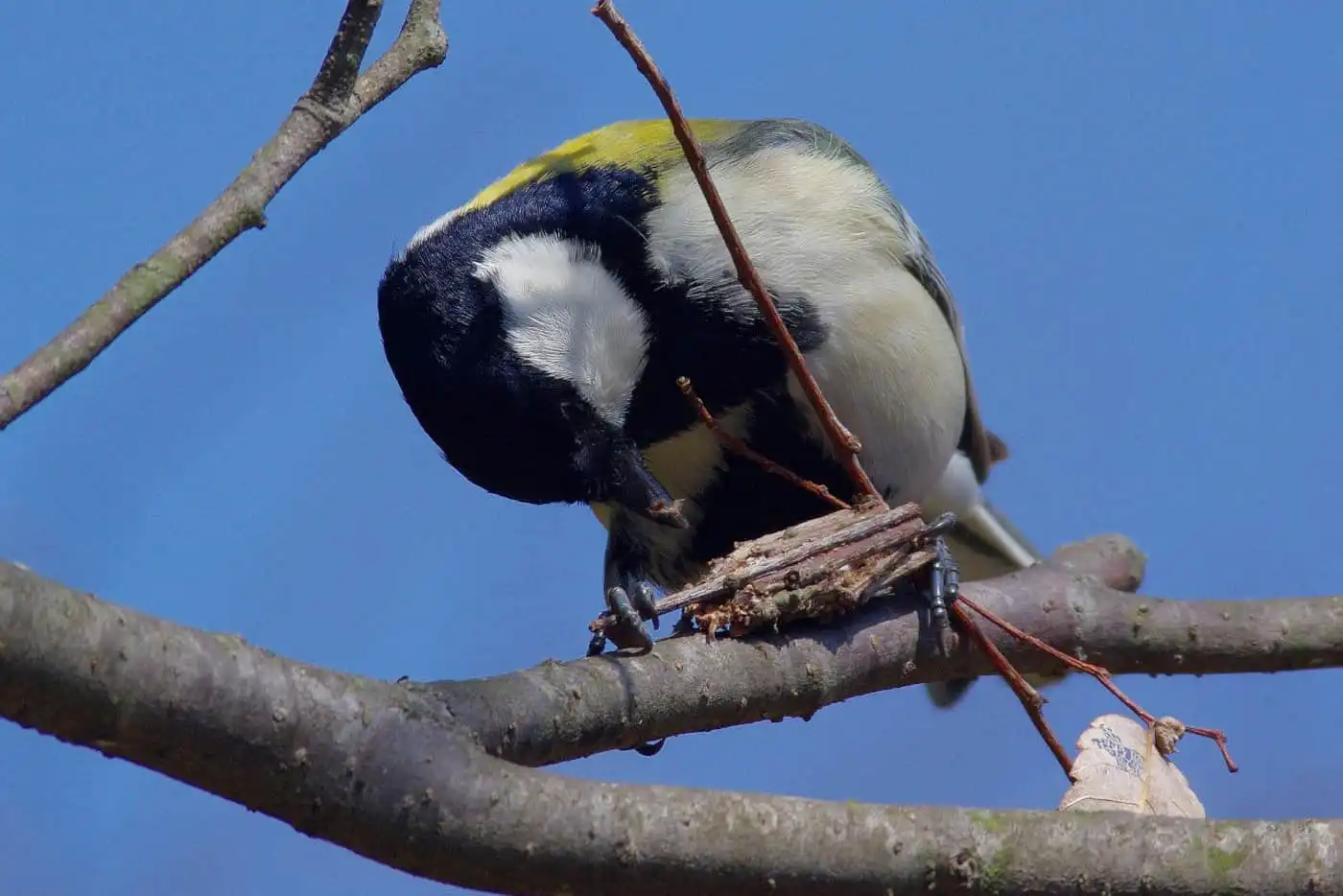 野鳥写真・シジュウカラの写真