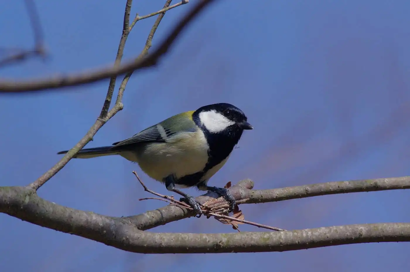 野鳥写真・シジュウカラの写真