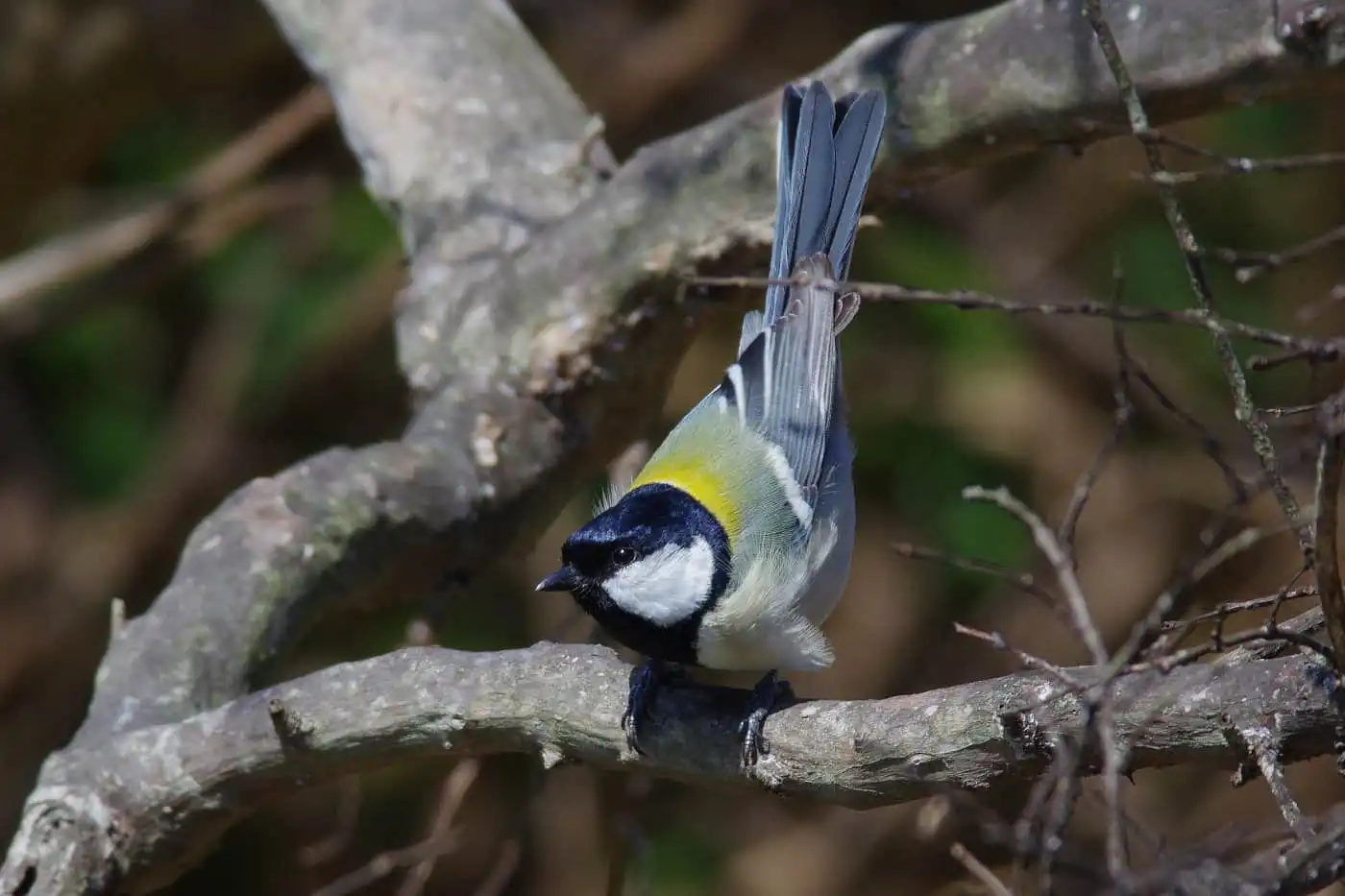 野鳥写真・シジュウカラの写真