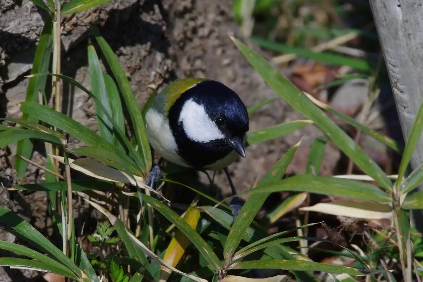 野鳥写真・シジュウカラの写真