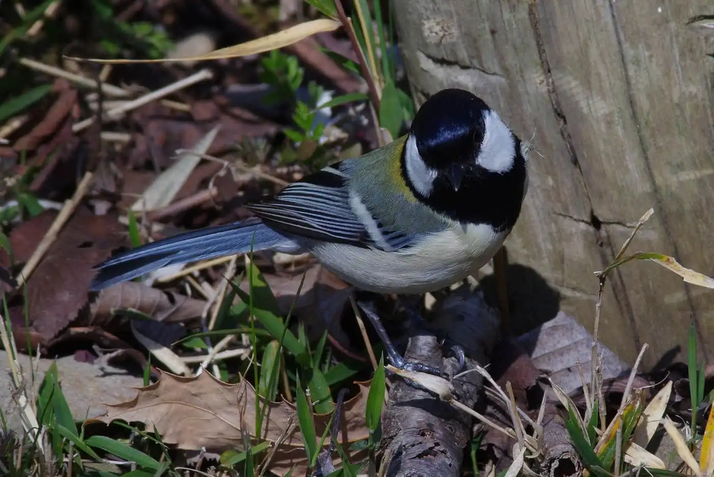 野鳥写真・シジュウカラの写真