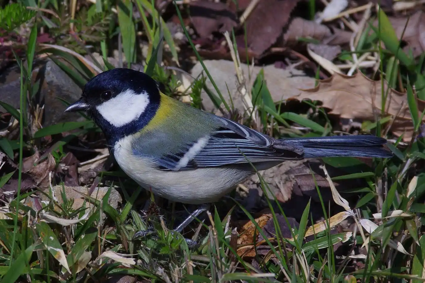 野鳥写真・シジュウカラの写真