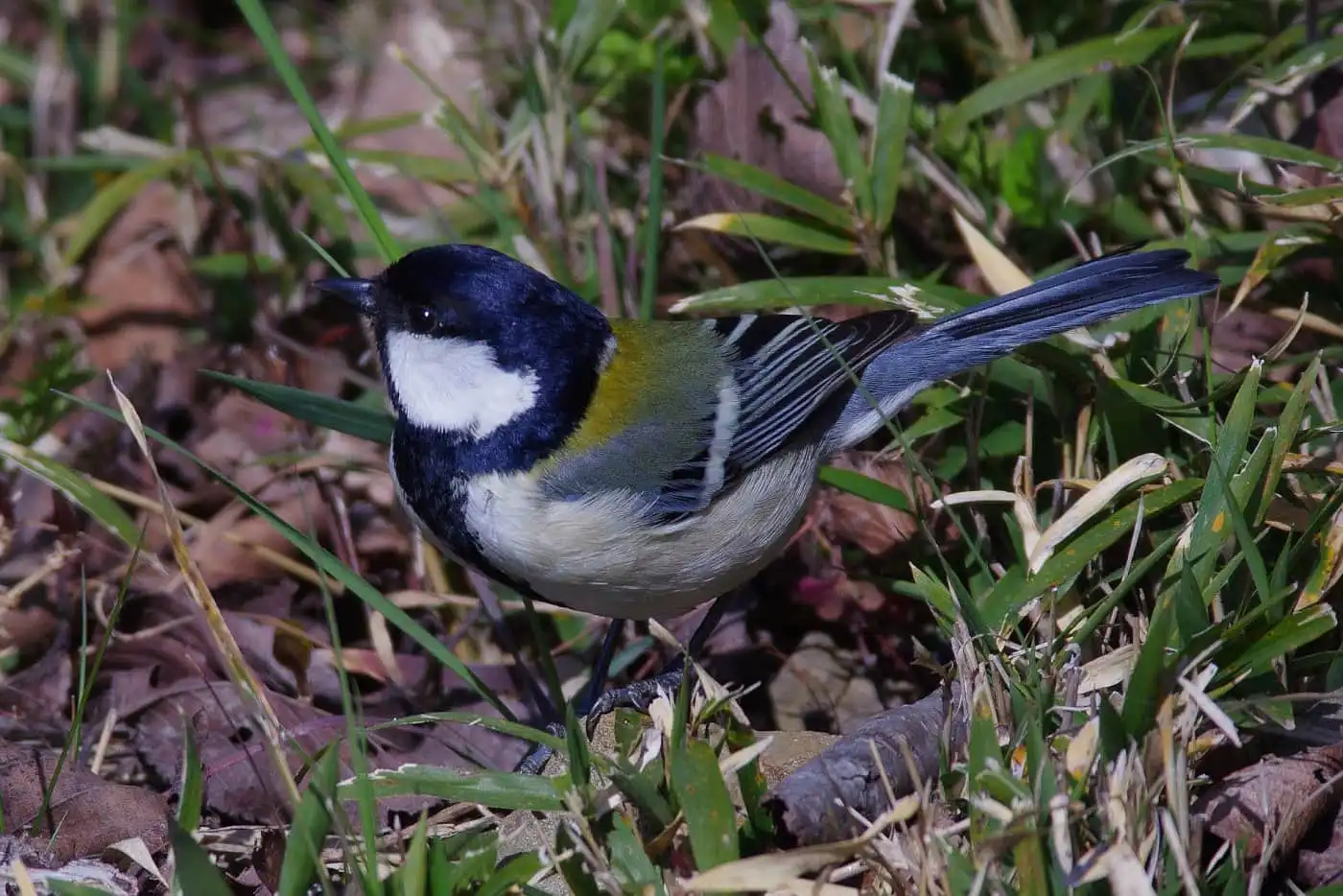 野鳥写真・シジュウカラの写真