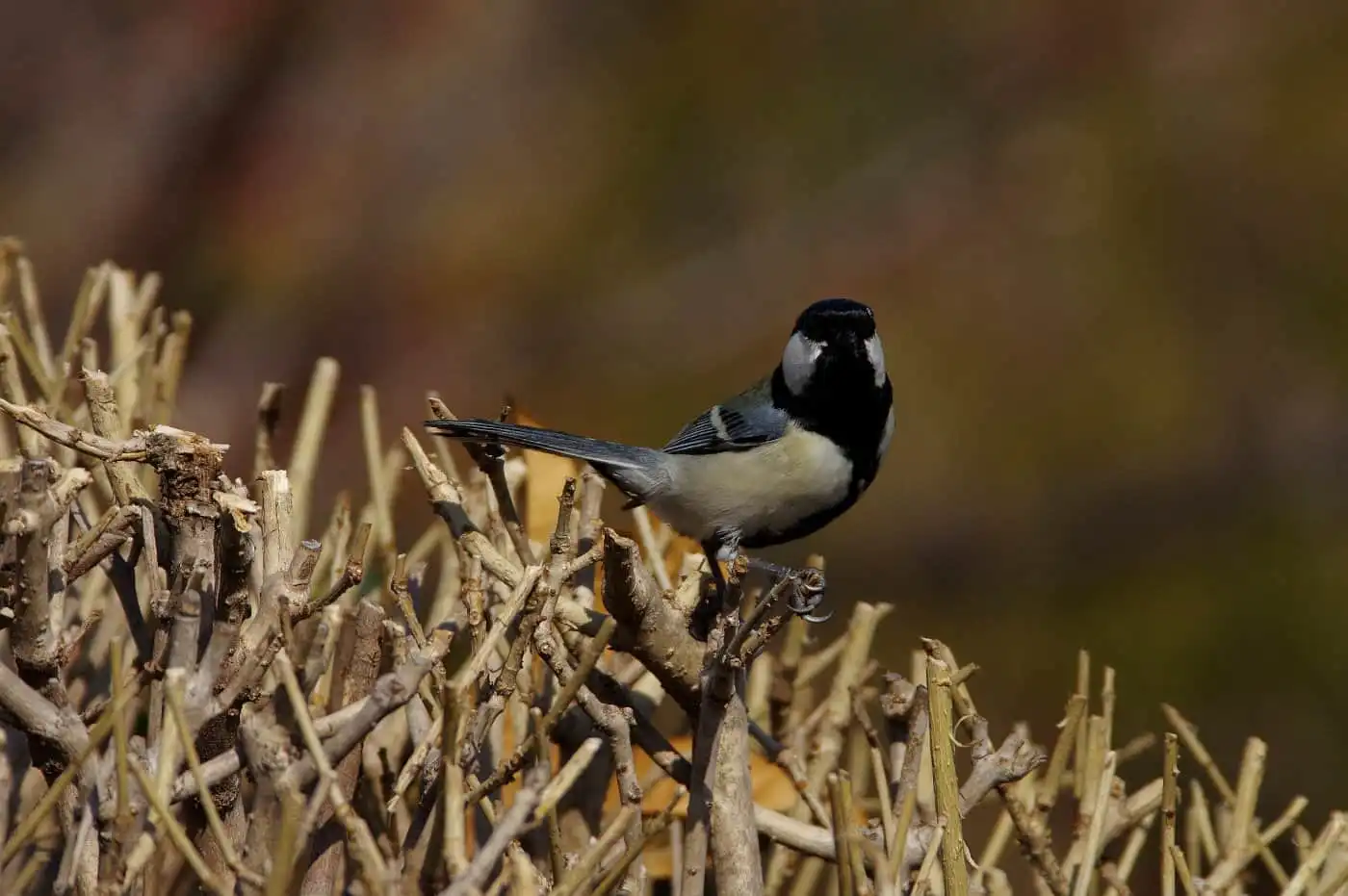 野鳥写真・シジュウカラの写真