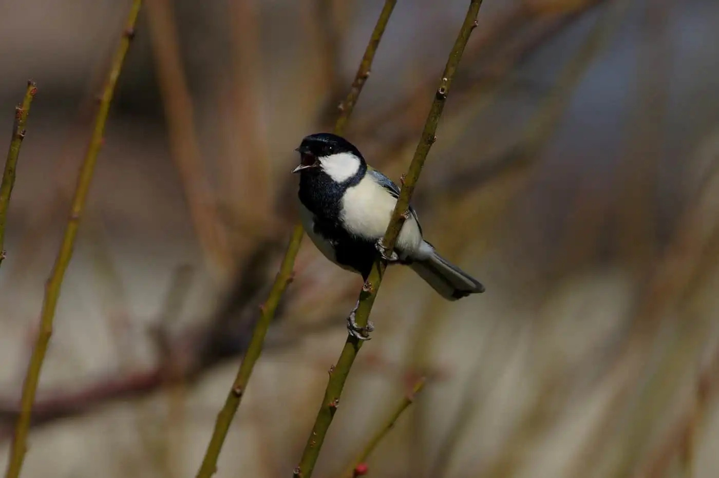 野鳥写真・シジュウカラの写真