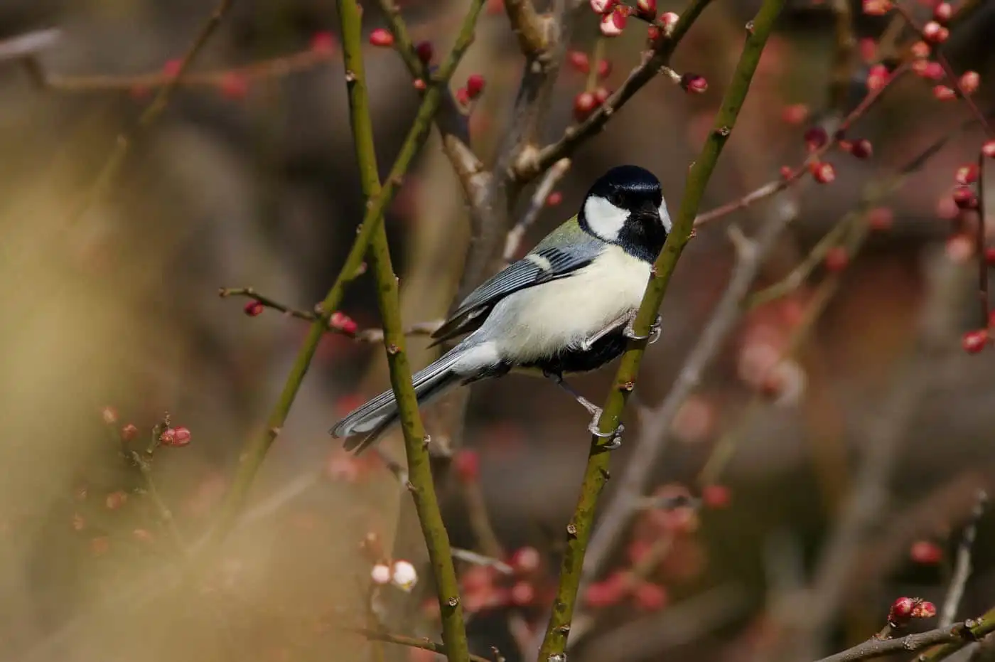 野鳥写真・シジュウカラの写真