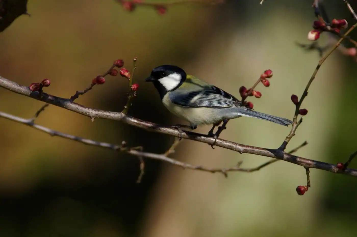 野鳥写真・シジュウカラの写真