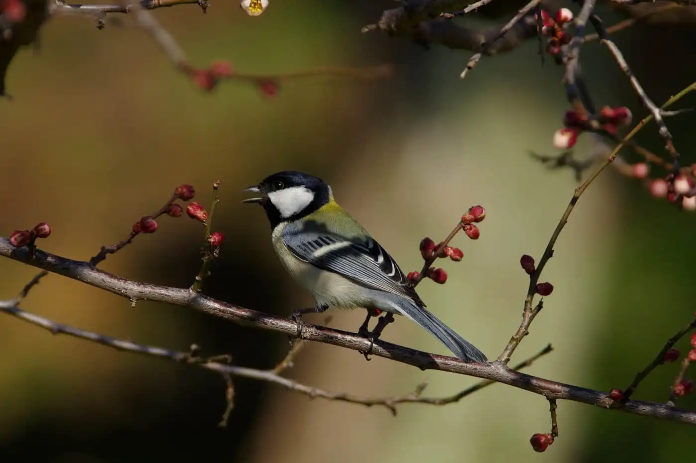 野鳥写真・シジュウカラの写真
