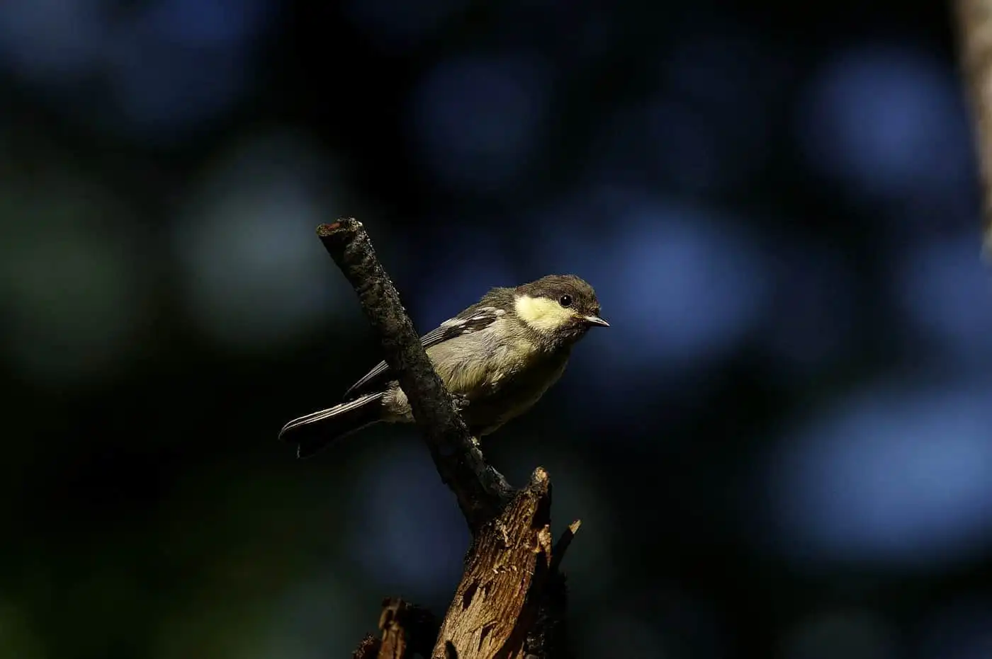 野鳥写真・シジュウカラの写真