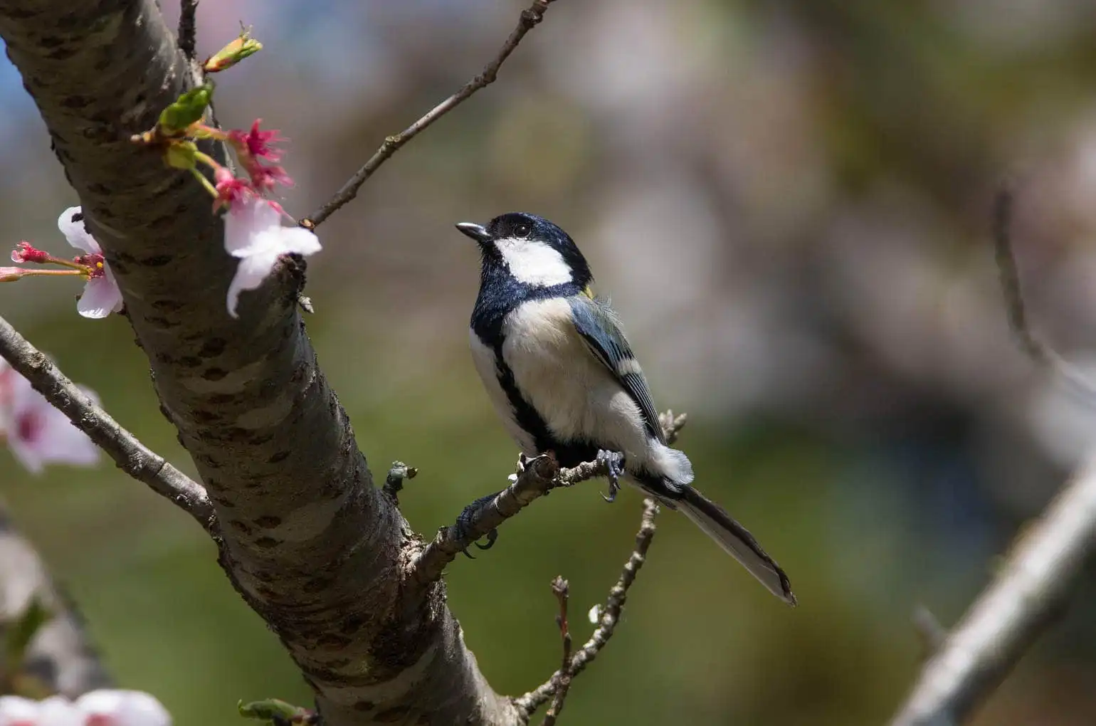 野鳥写真・シジュウカラの写真
