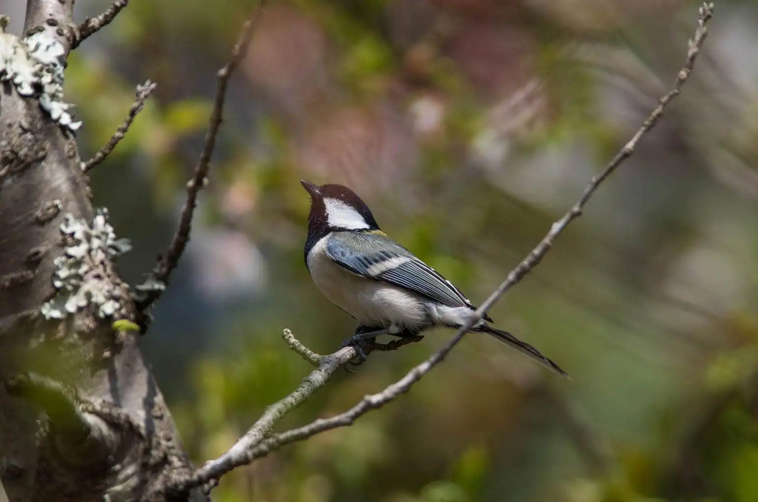 野鳥写真・シジュウカラの写真