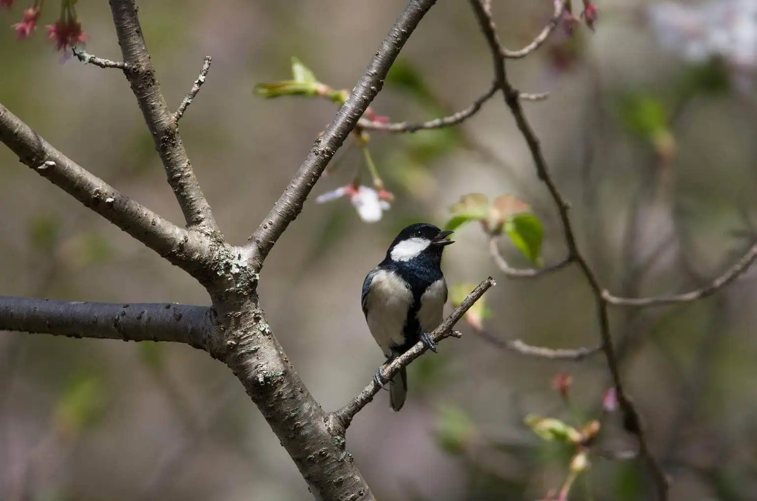 野鳥写真・シジュウカラの写真